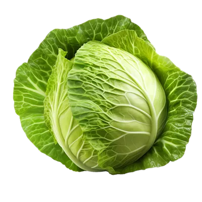 عکس دوربری عکس با کیفیت بالا از کلم سبز تازه و خوشمزه برای استفاده در طراحی