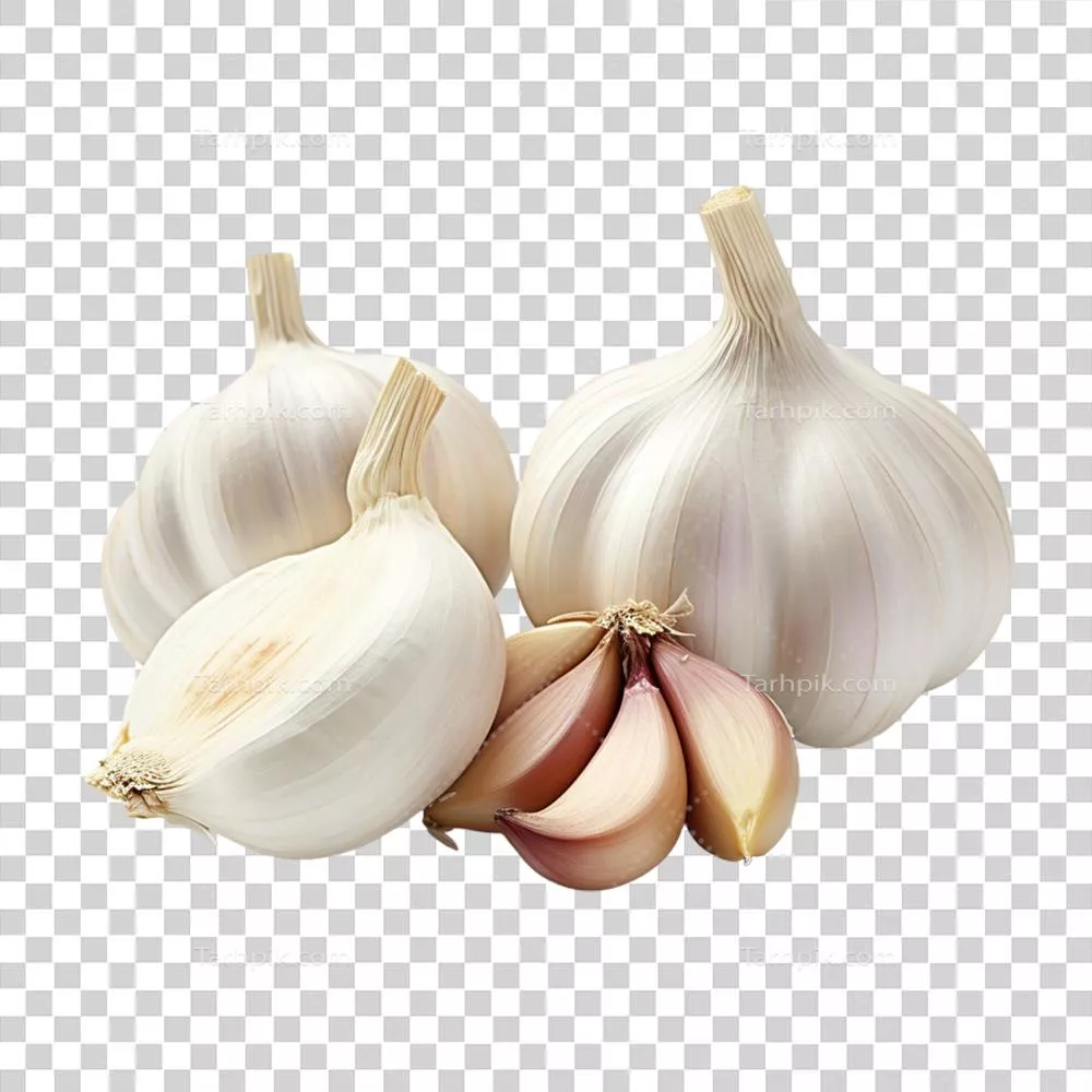 عکس دوربری تصویری زیبا از گیاه سیر به همراه توضیحات مفصل درباره خواص آن