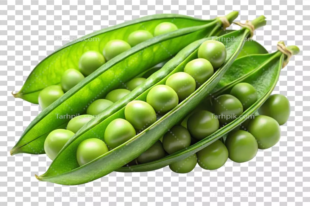 عکس دوربری نمای نزدیک از باقلاهای سبز تازه در غلاف های باز با رنگ و بافتی زنده
