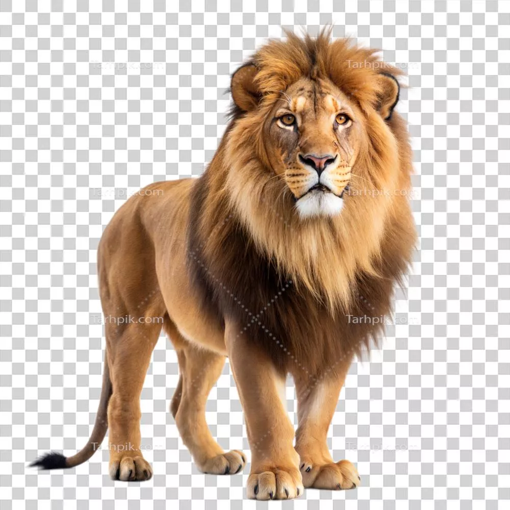 عکس دوربری شیر ایستاده بر روی پس زمینه شفاف - تصویر با کیفیت بالا