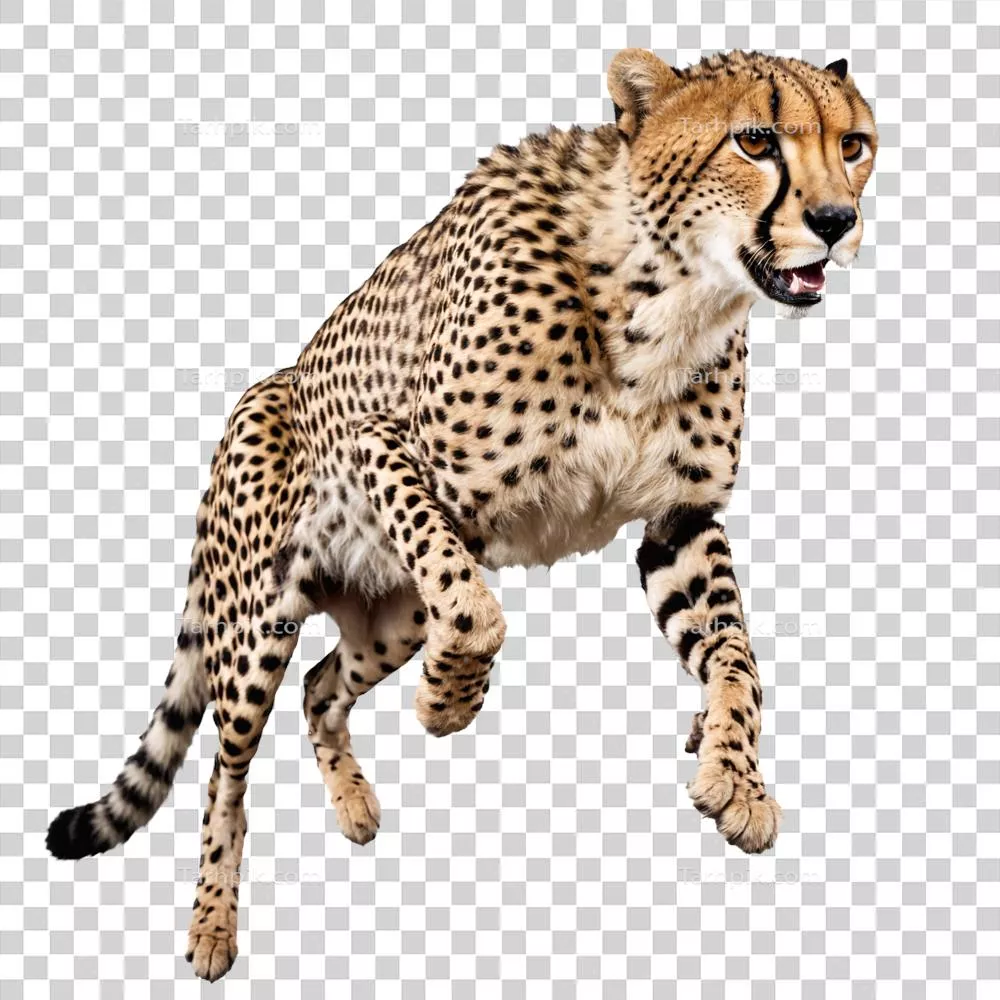 عکس دوربری تصویری زیبا از یوزهایی که در حال دویدن و پرش هستند