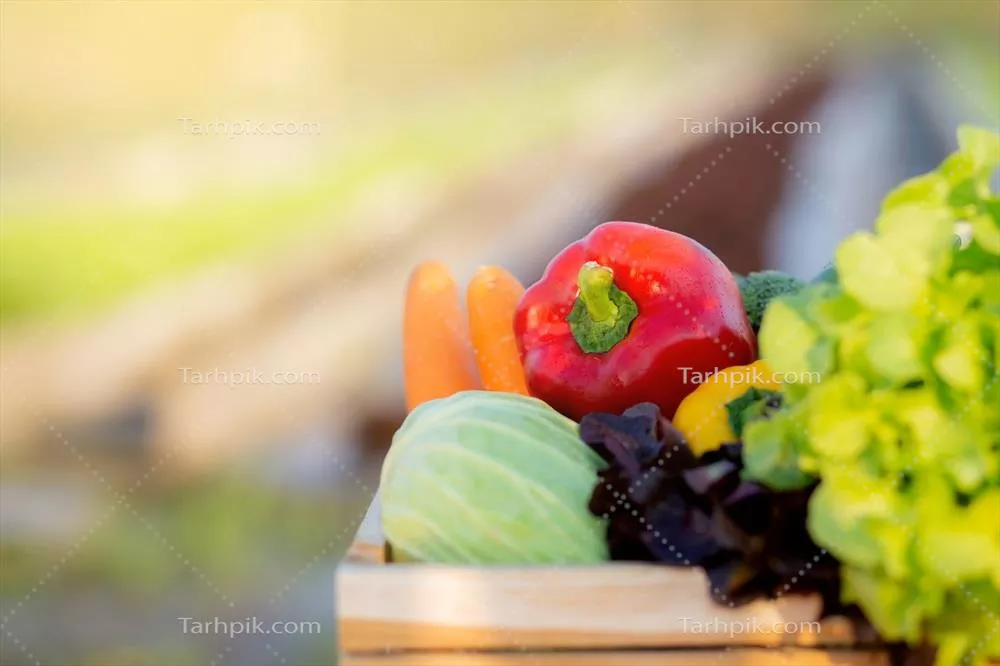 عکس سبزیجات و میوه های تازه و ارگانیک در سبد برای سالاد در مزرعه هیدروپونیک