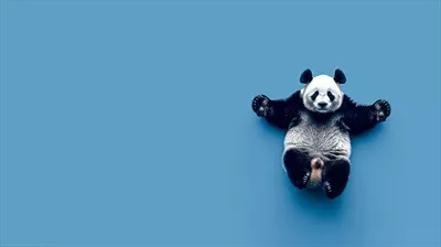عکس خرس پاندای آرام بر روی پس زمینه آبی، نماد زیبایی و طبیعت وحش