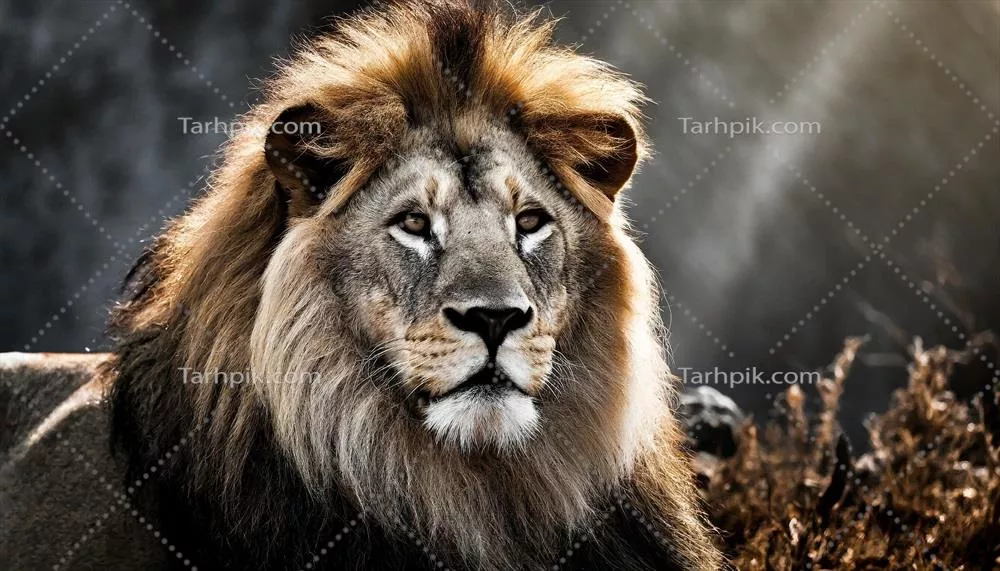 عکس تصویری سینمایی از یک شیر در دل طبیعت با جزئیات خیره کننده