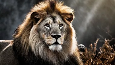 عکس تصویری سینمایی از یک شیر در دل طبیعت با جزئیات خیره کننده