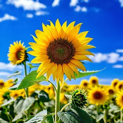 عکس گل آفتابگردان در اوج شکوفایی در میان دشت گل های آفتابگردان