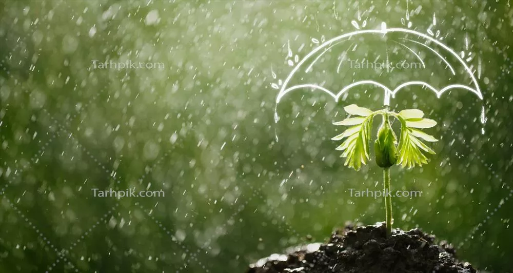 عکس چتر، محافظی برای نهال در برابر باران و شرایط جوی نامساعد