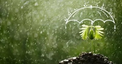 عکس چتر، محافظی برای نهال در برابر باران و شرایط جوی نامساعد