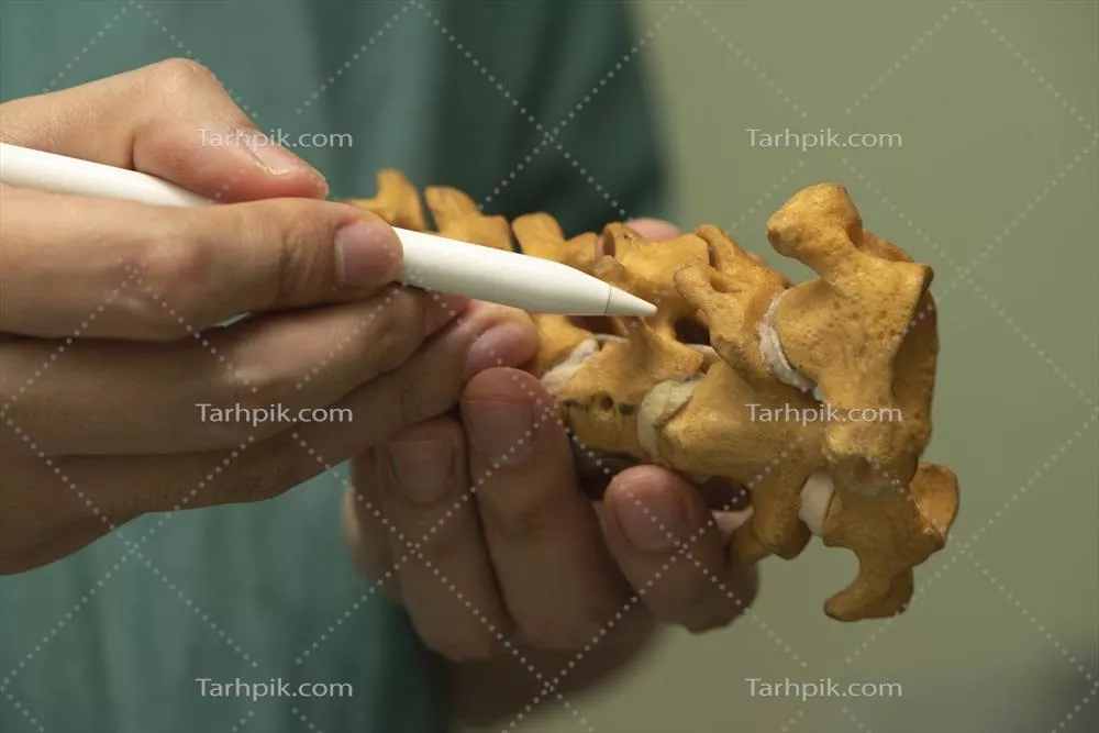 عکس پزشک در حال نمایش مدل ستون فقرات گردنی به بیماران