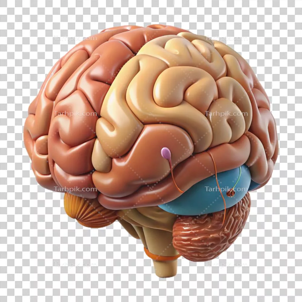 عکس دوربری نقشه آناتومی مغز با طراحی روستایی و جزئیات دقیق نواحی آن