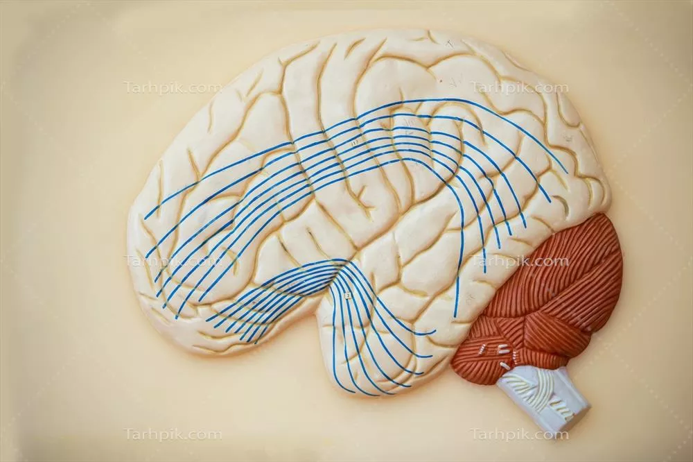 عکس مدل سه بعدی مغز انسان برای آموزش ساختار مغز در کلاس های پزشکی