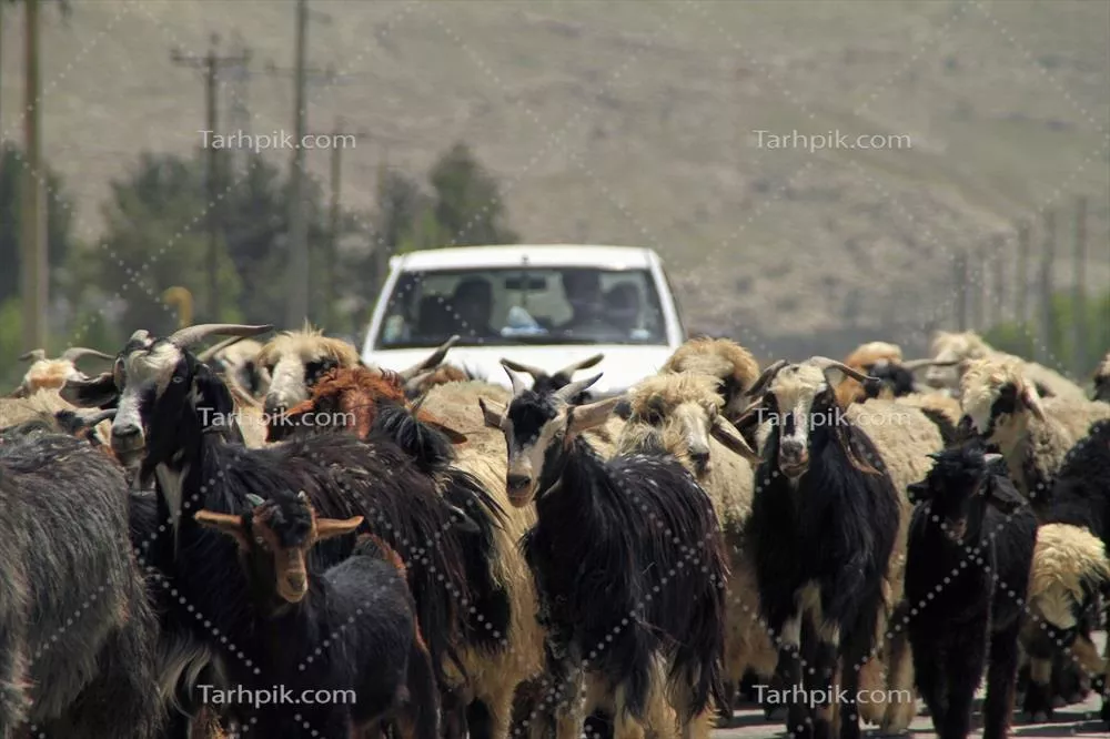 عکس ماشینی که در پشت گله ای از گوسفندها در حال عبور از خیابان در ایران گیر کرده است