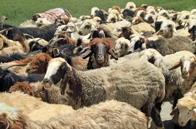 عکس گوسفندها و بزهای فراوان در روستاهای ایران با یکی از آنها که به دوربین نگاه می کند