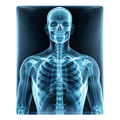 عکس دوربری تصویری از اسکلت ناحیه بالایی بدن شامل ستون فقرات، قفسه سینه و جمجمه