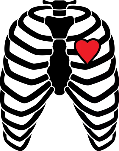عکس دوربری تصویری از اسکلت قفسه سینه انسان با قلب درون آن به صورت شفاف