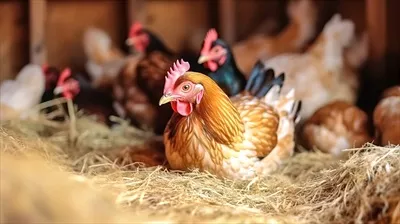 عکس مرغ های محلی در یک مزرعه ارگانیک، نشسته بر روی تخم ها در لانه ای از کاه