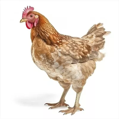 عکس تصویری از مرغ هندی در پس زمینه سفید با کیفیت بالا و جزئیات دقیق