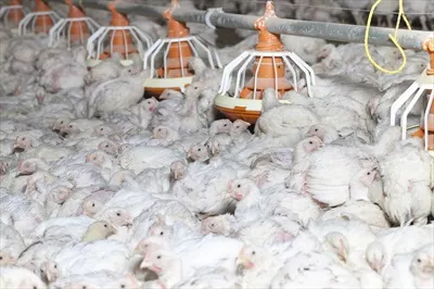 عکس پرورش نژاد جدید مرغ گوشتی با بهبود ژنتیکی برای افزایش بهره وری