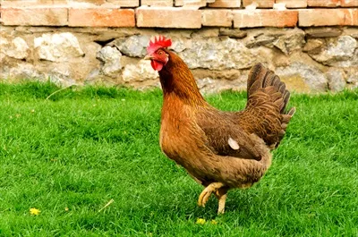 عکس تصویری زیبا از مرغ دویدن در مزرعه با پس زمینه ای طبیعی و دلنشین