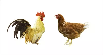 عکس تصویری زیبا از یک خروس و یک مرغ در پس زمینه ای سفید و ساده