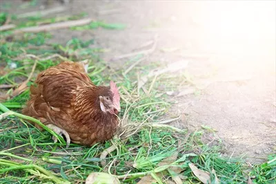 عکس پرنده ای که در مزرعه تخم گذاری می کند و زندگی روستایی را به تصویر می کشد