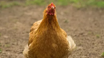 عکس مرغی در مزرعه که به دنبال غذا می گردد و زندگی روزمره را به تصویر می کشد