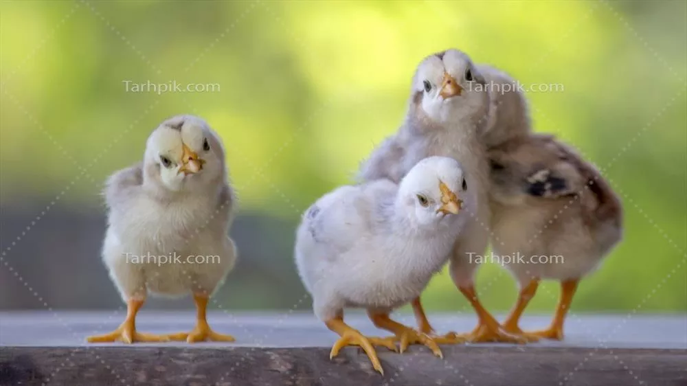 عکس چهار جوجه زرد رنگ بر روی کف چوبی با پس زمینه طبیعی و محو