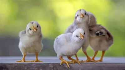 عکس چهار جوجه زرد رنگ بر روی کف چوبی با پس زمینه طبیعی و محو