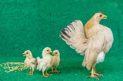 عکس پرورش و نگهداری از گیاهان مرغ و جوجه: راهنمای جامع و کاربردی