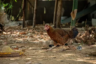عکس مرغ مادر و جوجه هایش در جستجوی غذا در طبیعت