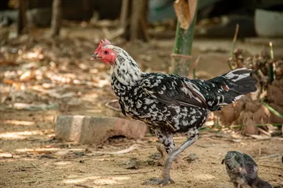 عکس مرغ مادر و جوجه هایش در جستجوی غذا در طبیعت