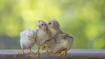 عکس چهار جوجه زیبا بر روی کف چوبی در پس زمینه ای طبیعی و محو