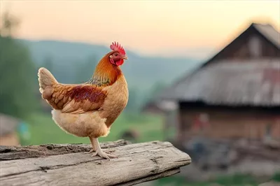 عکس گوسفند در حال چرا بر روی تخته چوبی در مزرعه در غروب آفتاب