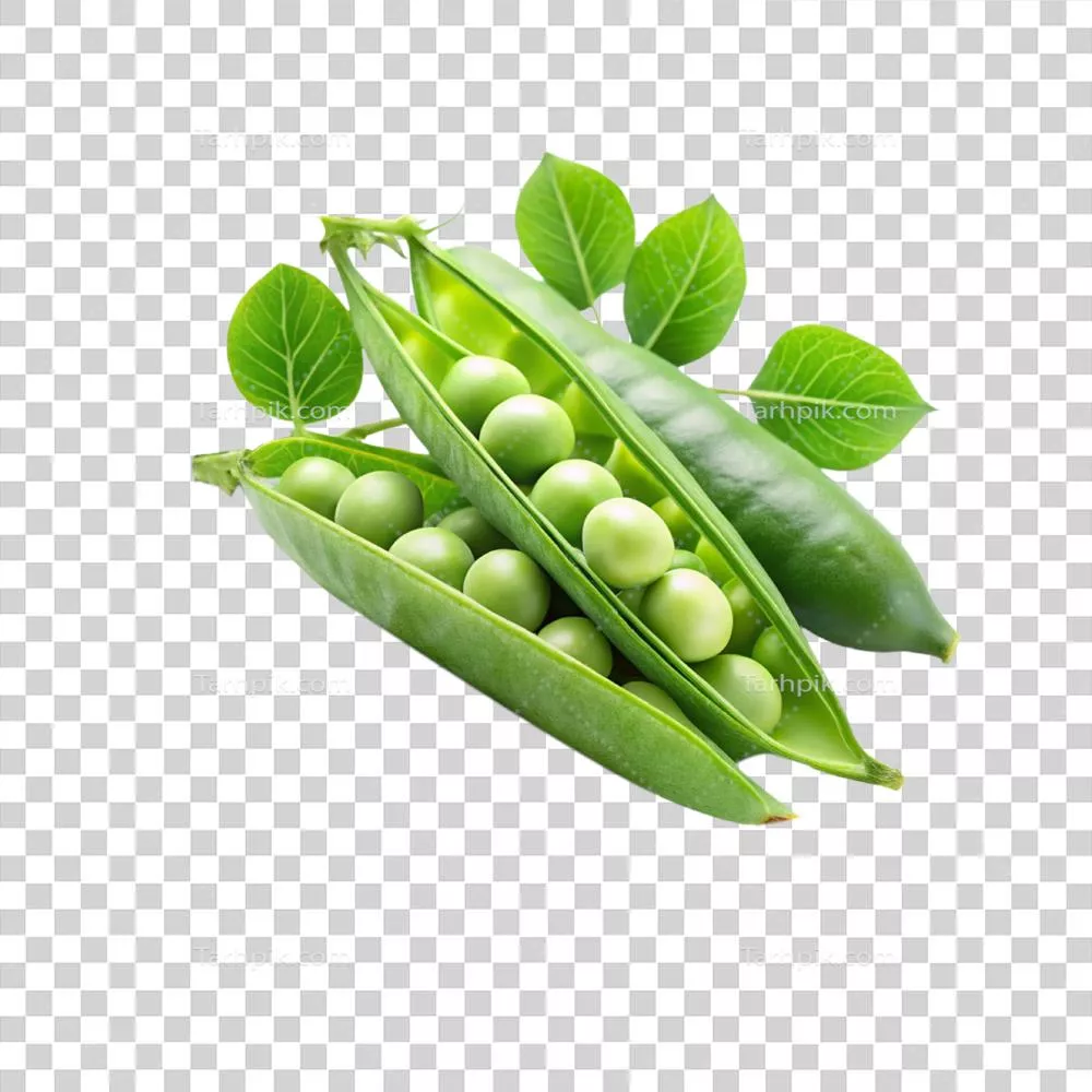 عکس دوربری نخود فرنگی تازه و سبز با کیفیت بالا در پس زمینه سفید