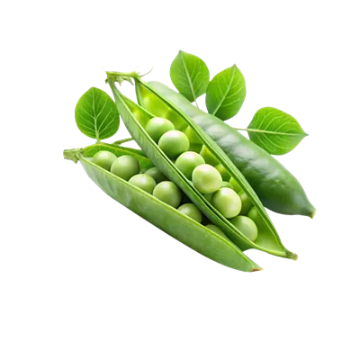 عکس دوربری نخود فرنگی تازه و سبز با کیفیت بالا در پس زمینه سفید