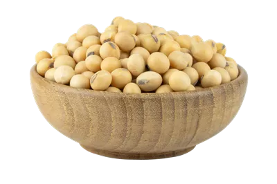 عکس دوربری نقش و اهمیت سویا در تغذیه و سلامت انسان ها
