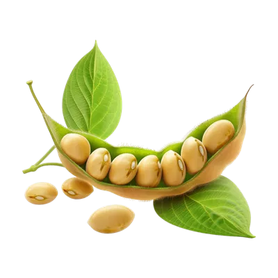 عکس دوربری تصویری شفاف از دانه های سویا با کیفیت بالا و جزئیات دقیق