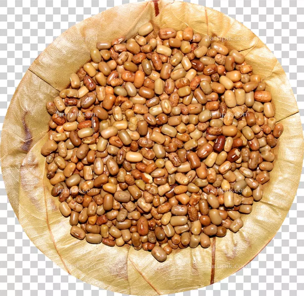 عکس دوربری مکانیسم رشد و توسعه دانه مگس بر روی برگ درخت سال