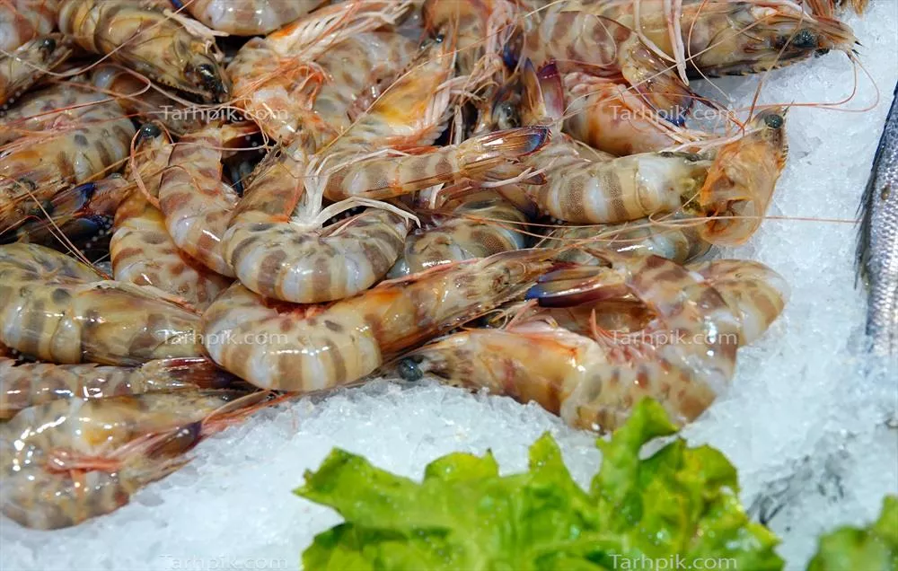 عکس غذای دریایی تازه و خوشمزه شامل میگو و ماهی خام روی یخ