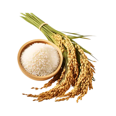 عکس دوربری بسته ای از گیاه برنج در کنار کاسه چوبی برنج بر روی پس زمینه شفاف