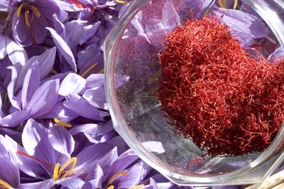 عکس تولیدکننده زعفران در فرانسه: نگاهی به صنعت زعفران در اروپا