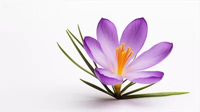 عکس زیبای گل زعفران با پس زمینه سفید و طراحی هوش مصنوعی
