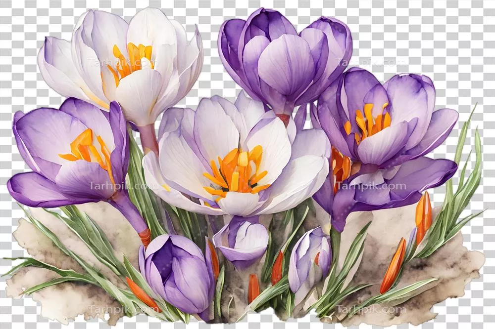 عکس دوربری تصویری زیبا و هنری از گل های زعفرانی بهاری با طراحی آبرنگی