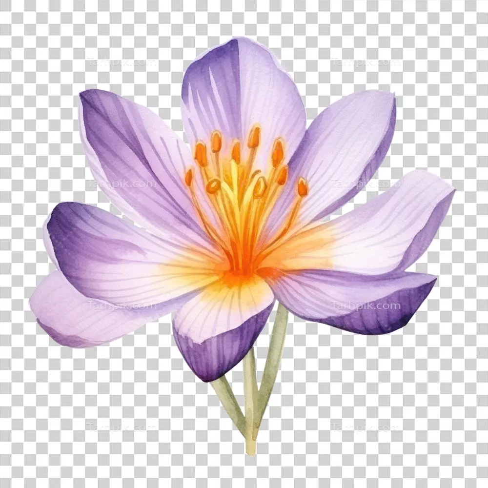 عکس دوربری تصویری زیبا از گل زعفران به صورت آبرنگی و هنری