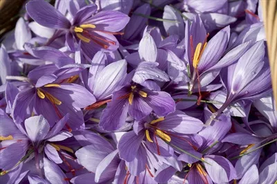 عکس تولیدکننده زعفران در فرانسه: بررسی روندها و چالش ها