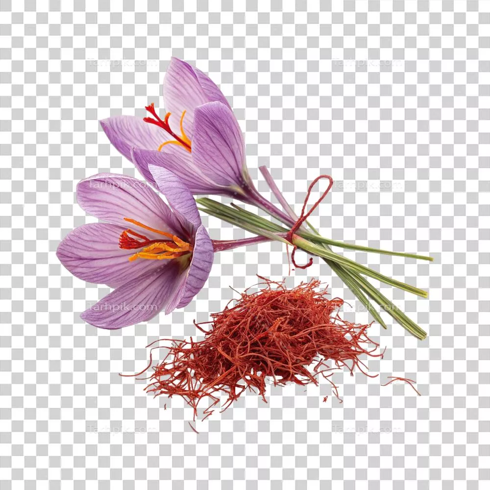 عکس دوربری زعفران با پس زمینه شفاف: زیبایی و کیفیت در هر دانه