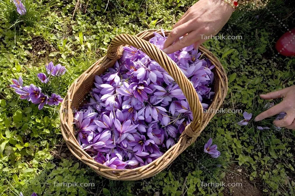 عکس تولیدکننده زعفران در فرانسه: بررسی روند و چالش ها