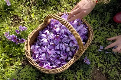 عکس تولیدکننده زعفران در فرانسه: بررسی روند و چالش ها