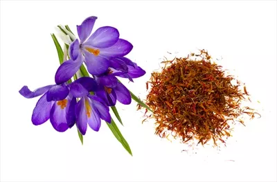عکس زعفران و گل های زعفران تازه در پس زمینه ای سفید و زیبا
