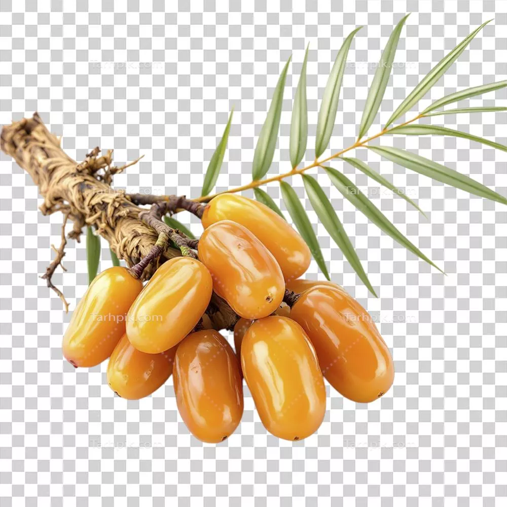 عکس دوربری خوشه ای از خرماهای رسیده بر روی شاخه درخت خرما